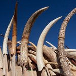 Rekordowa kara dla przemytnika kości słoniowej 