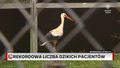 Rekordowa liczba dzikich pacjentów