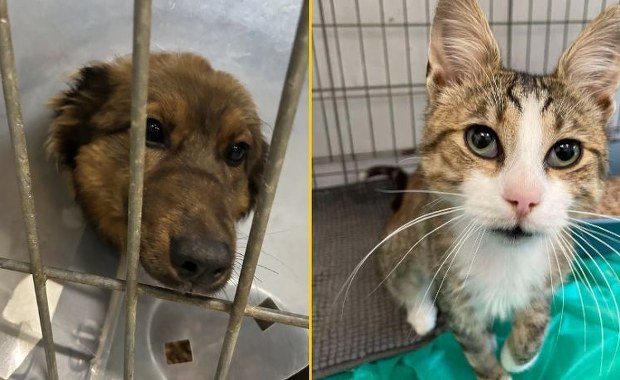 Rekordowa liczba kotów czeka na adopcję w schronisku w Kielcach