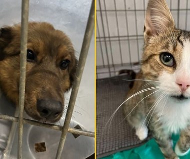 Rekordowa liczba kotów czeka na adopcję w schronisku w Kielcach