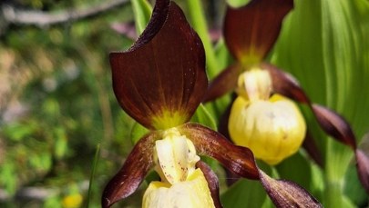 Rekordowa liczba storczyków zakwitła w Tatrach. Zobacz je na zdjęciach