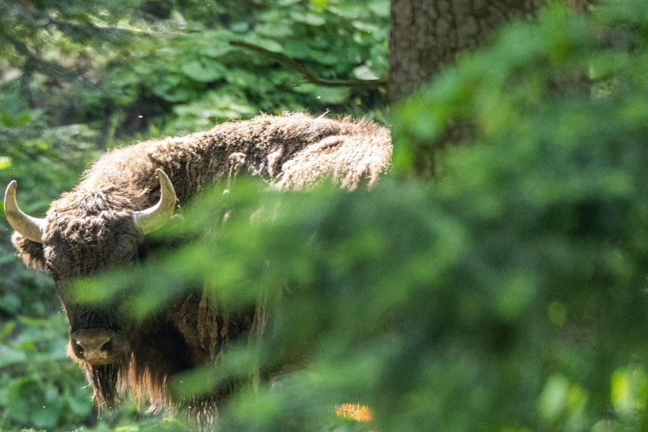 Policzono bieszczadzkie żubry. Jest rekord