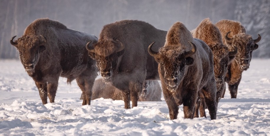 Rekordowa liczba żubrów w polskiej części Puszczy Białowieskiej /Shutterstock