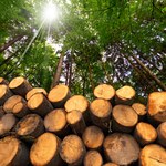 Rekordowe ceny drewna w Polsce. Apel o zakaz eksportu za granicę
