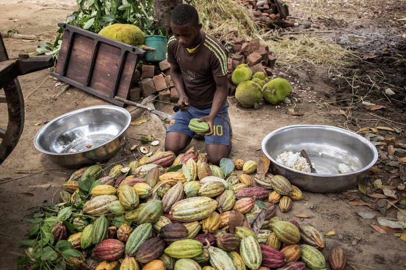 Rekordowe ceny kakao /AFP