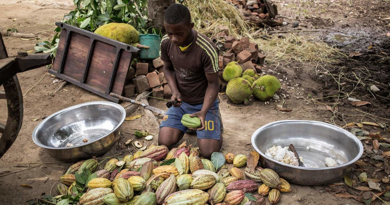 Rekordowe ceny kakao /AFP