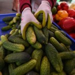 Rekordowe ceny ogórków. Tegoroczne zbiory są nawet o 70 proc. mniejsze