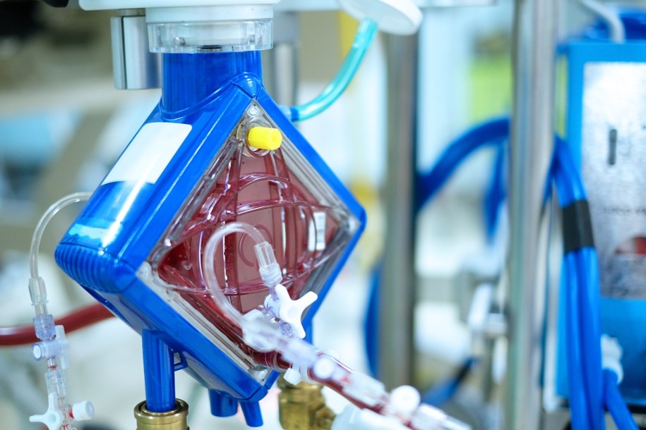 Rekordowe ECMO i przeszczep wątroby uratowały 18-latka /Shutterstock