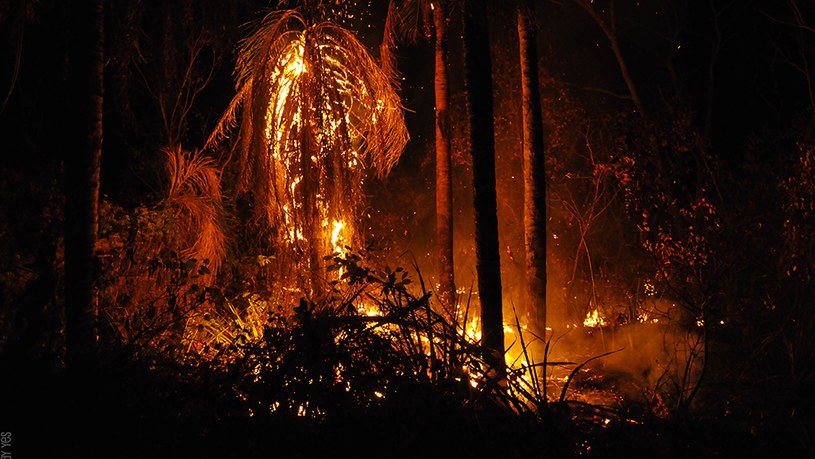 Rekordowe pożary w Amazonii /Puya Raimondi /Wikimedia