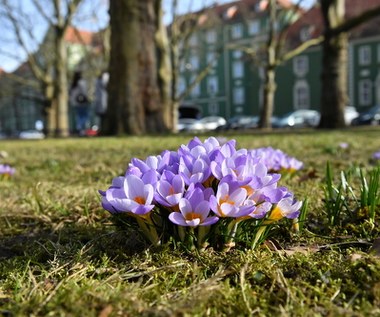 Rekordowe temperatury w lutym