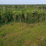 Rekordowe wylesienie Amazonii w styczniu