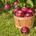 Rekordowe zbiory jabłek w Polsce