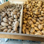 Rekordowo niskie ceny ziemniaków. Rolnicy załamują ręce