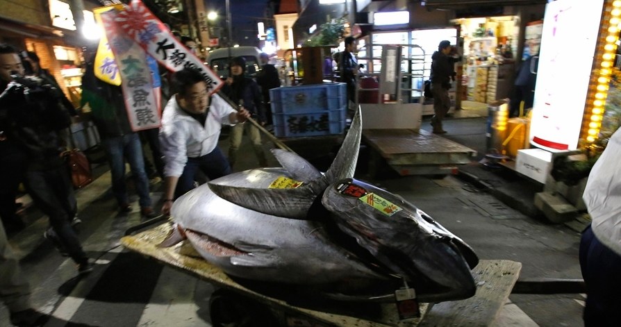 Rekordowy tuńczyk już trafił do restauracji /YouTube