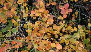 Relikt epoki lodowcowej. Występuje zaledwie w 3 miejscach w Polsce