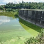 Remont zapory na Dolnym Śląsku. Wyłowiono tysiące martwych ryb