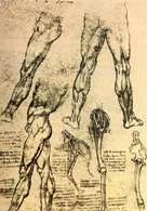 Renesans, Leonardo da Vinci, rysunek z zakresu anatomii porównawczej /Encyklopedia Internautica