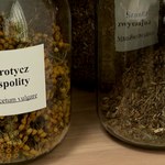 Renesans zielarstwa w Polsce. Jak bezpiecznie stosować zioła?