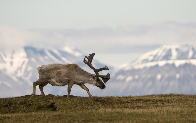 Renifer na Spitsbergenie /East News