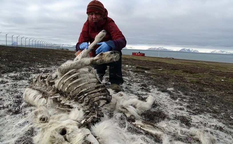 Renifery umierają na Svalbardzie /Fot. Elin Vinje Jenssen/Norsk Polarinstitutt /materiały prasowe