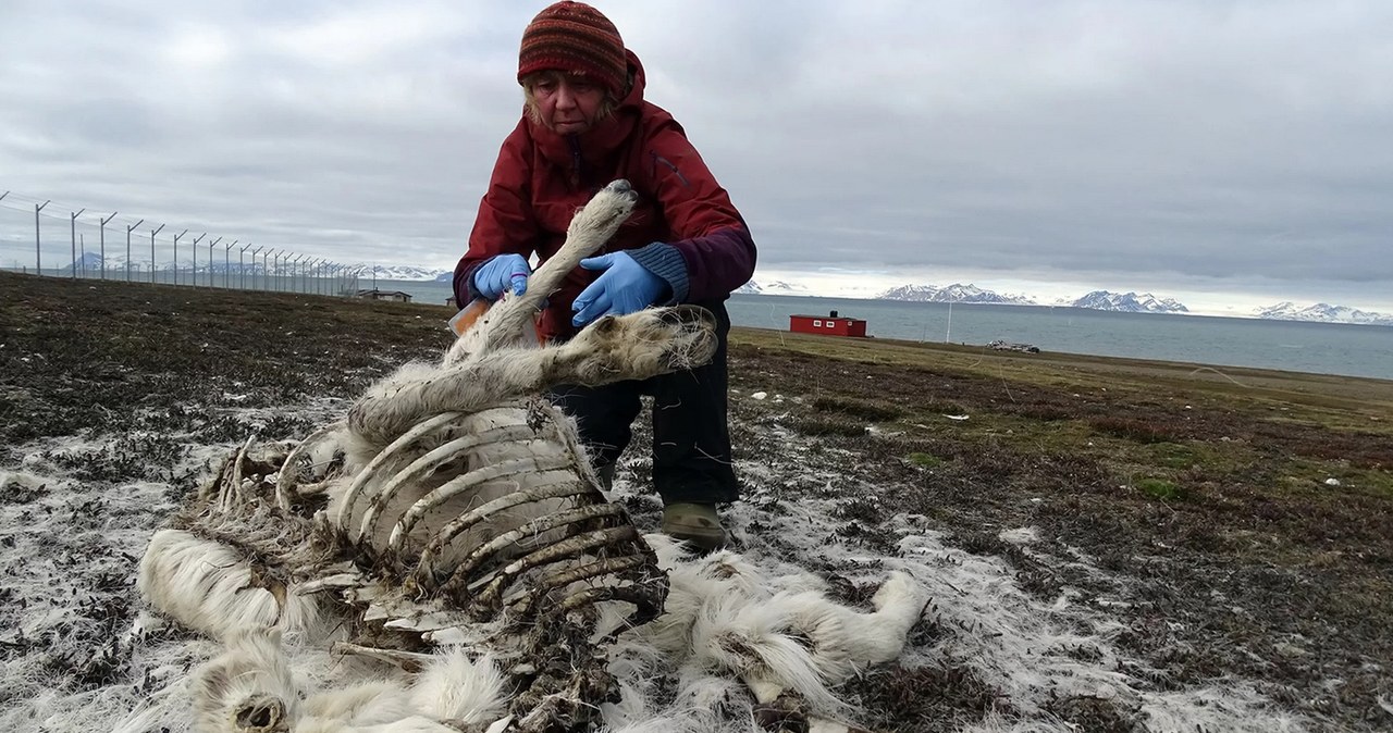 Renifery umierają na Svalbardzie /Fot. Elin Vinje Jenssen/Norsk Polarinstitutt /materiały prasowe