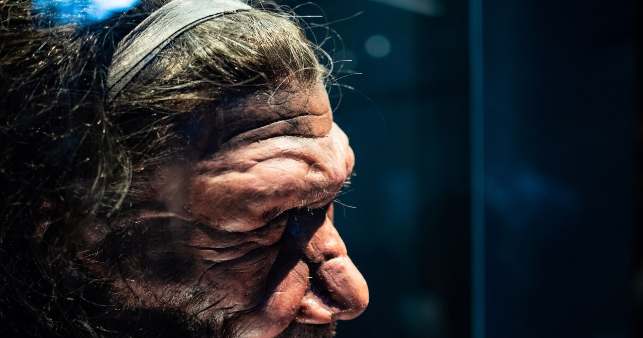 Replika neandertalczyka wystawiona w Muzeum Historii Naturalnej w Londynie /Zdjęcie ilustracyjne /123RF/PICSEL
