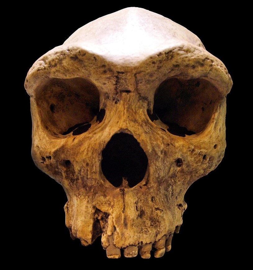 Replika tajemniczej czaszki /Wikimedia Commons /domena publiczna