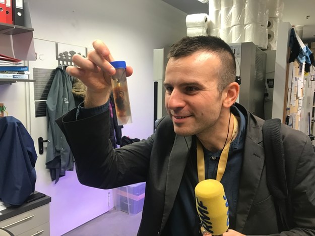 Reporter RMF FM Michał Dobrołowicz i probówka z "przezroczystą myszą" używaną w laboratorium /Michał Dobrołowcz /RMF FM