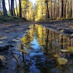 Reporterka sprawdziła ten sam las zimą i teraz. Sytuacja jest dramatyczna