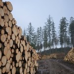 Resort klimatu: Będziemy chronić lasy i interesy przemysłu drzewnego