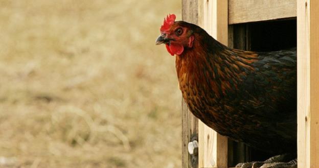 Resort rolnictwa apeluje o trzymanie kurczaków w zamknięciu /AFP