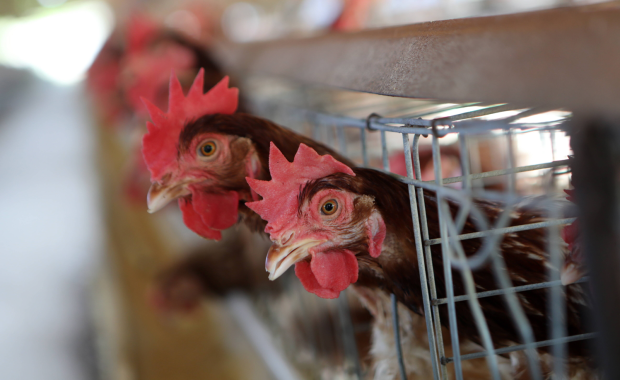 Resort rolnictwa podał dane ws. grypy ptaków. Ubito miliony sztuk