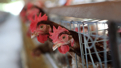 Resort rolnictwa podał dane ws. grypy ptaków. Ubito miliony sztuk