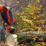 Resort środowiska chce obniżyć kary za nielegalną wycinkę drzew