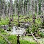 Resort środowiska: Dyrektor Białowieskiego Parku Narodowego odwołana
