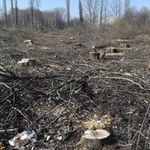 Resort środowiska nie zmieni przepisów ws. wycinki drzew