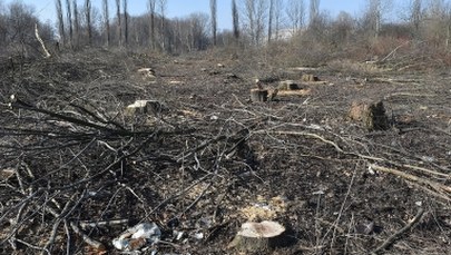Resort środowiska nie zmieni przepisów ws. wycinki drzew