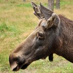 Resort środowiska oskarża poprzednią ekipę o zaniedbania w gospodarce leśnej na terenie Białowieży