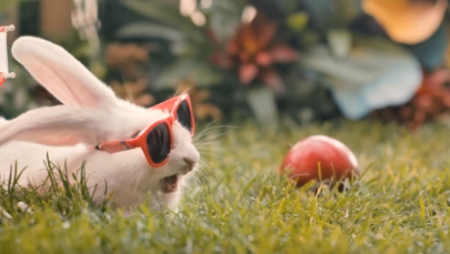 Resort zdrowia zachęca, by brać przykład... z królików. "Wiemy, jak zadbać o liczne potomstwo"