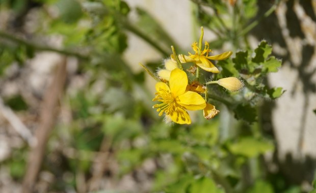Resort zdrowia zakazuje popularnej rośliny. Powodem zagrożenie dla organizmu