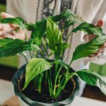 Resztki po spaghetti daję do skrzydłokwiatu. Rośnie jak na sterydach