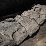 Zajmujący się archeologią