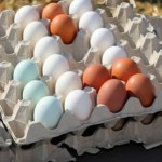 Rewolucja na rzecz zwierząt. Klienci się zorientowali, jakich jaj unikać