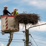 obrączki Rewolucja w badaniu bocianów. Elektroniczne obrączki same wysyłają dane