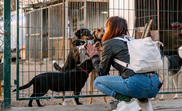 Rewolucja w opiece nad bezdomnymi zwierzętami. Tysiące psów i kotów zagrożonych