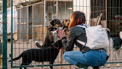 Rewolucja w opiece nad bezdomnymi zwierzętami. Tysiące psów i kotów zagrożonych