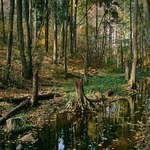 Rewolucja w polskich lasach. Leśnicy i przyrodnicy zgodni co do wycinek