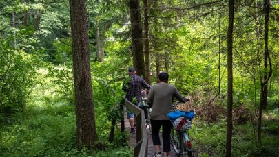 Rewolucyjne zmiany w polskich lasach. Czy to koniec polowań w weekendy?