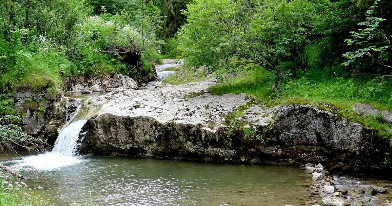 Rezerwat Biała Woda /Gorofil /CC BY-SA 4.0