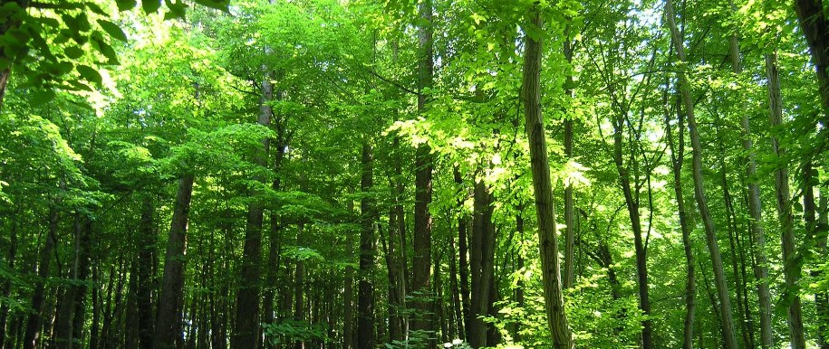 Rezerwat Grapa w Żywcu oficjalnie otwarty dla pieszych /foto: Regionalna Dyrekcja Ochrony Środowiska w Katowicach /